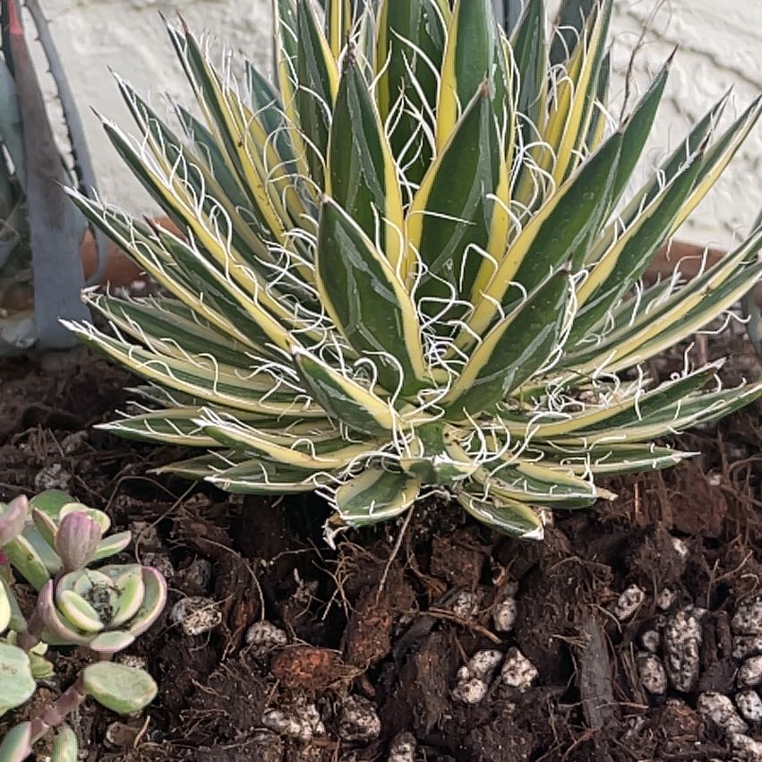 Photo of the plant species Century Plant by @LitheCaladium named Oscar on Greg, the plant care app