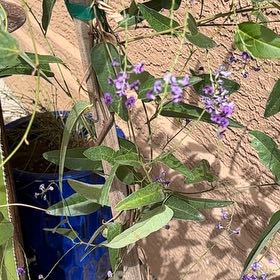Photo of the plant species Happy Wanderer by @LitheCaladium named Emerson on Greg, the plant care app