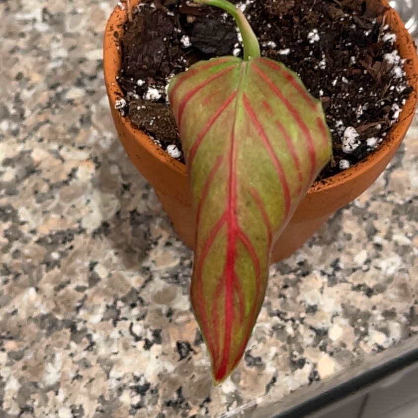 Photo of the plant species Red Rein by @FabBlueoilfern named Naomi on Greg, the plant care app