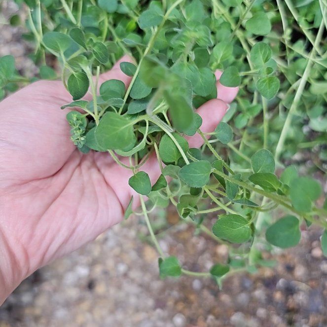 Photo of the plant species Hot & Spicy Oregano by @GeenBeans named Marcos on Greg, the plant care app