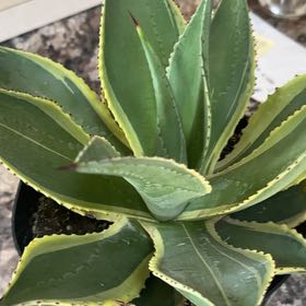 Photo of the plant species Agave mitis 'Multicolor' by @GuiltfreePothos named Emerson on Greg, the plant care app