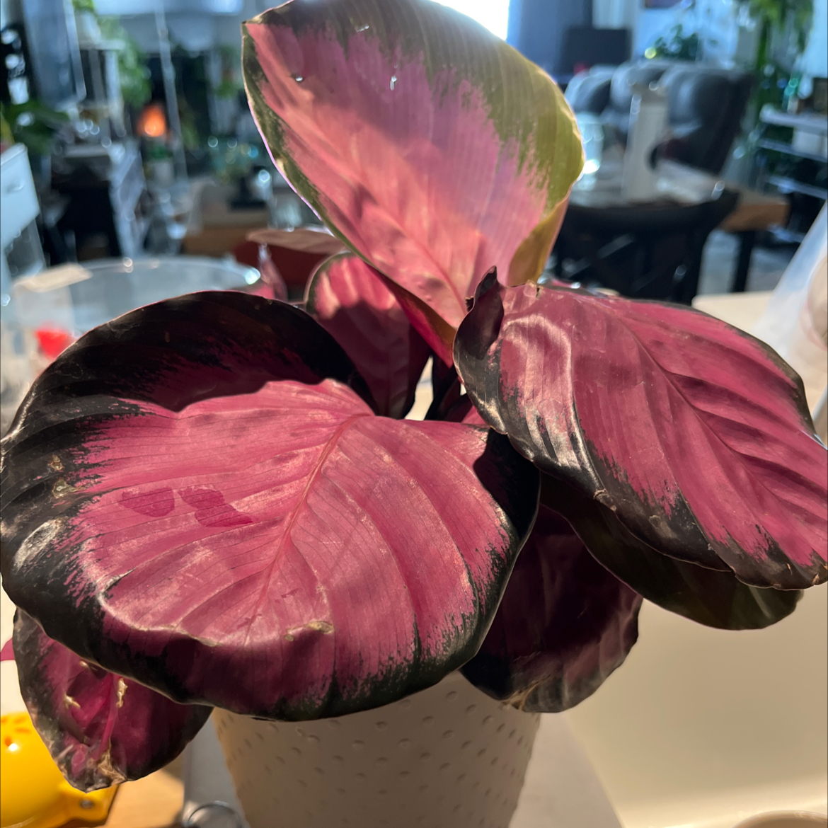 Photo of the plant species Rose Painted Calathea by @SubtlePeyote named Pax on Greg, the plant care app