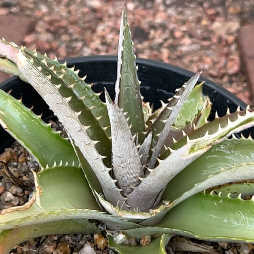 Photo of the plant species Cherry Cola Bromeliad by @SubtlePeyote named Lebron on Greg, the plant care app