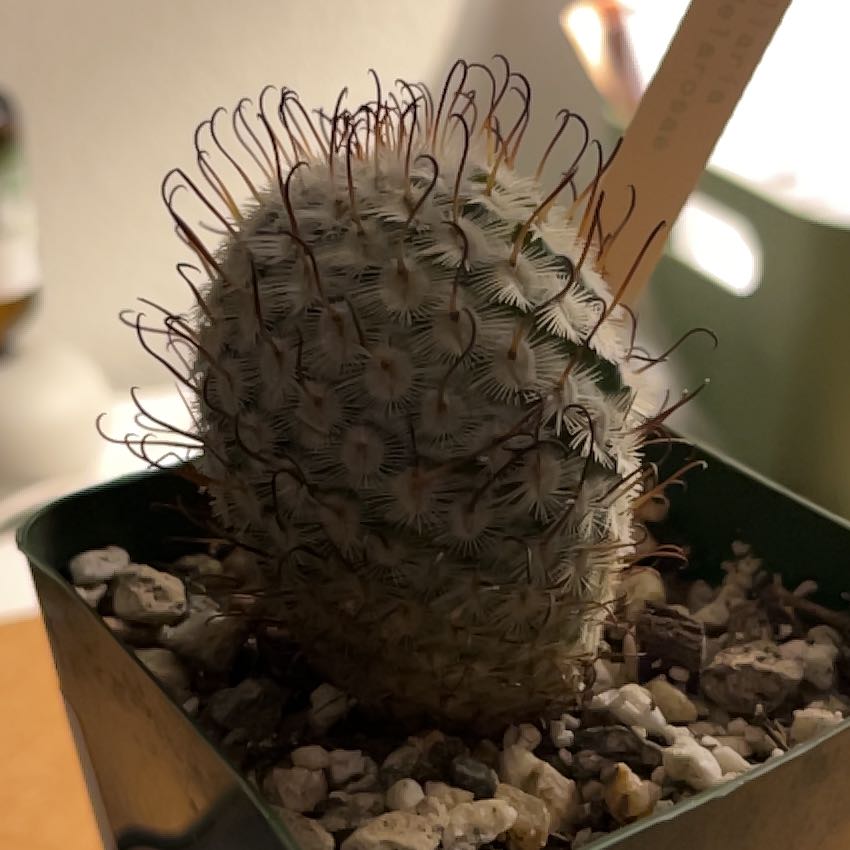 Photo of the plant species Mammillaria perezdelarosae by @SubtlePeyote named Ronaldo on Greg, the plant care app