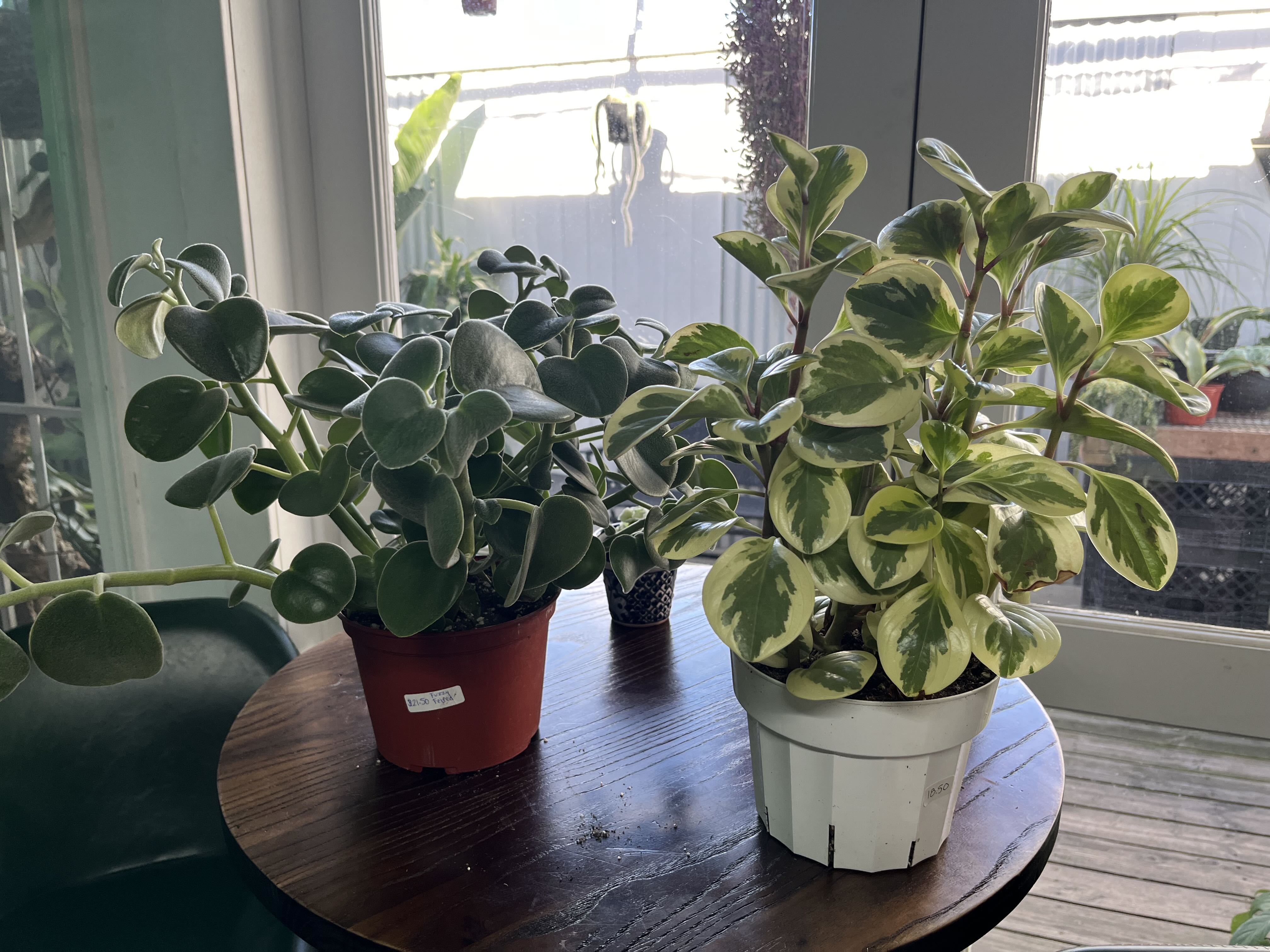 Photo from the post