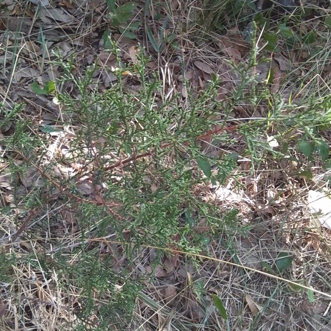 Photo of the plant species Mexican Juniper by @PuissantGarlic named Carter on Greg, the plant care app