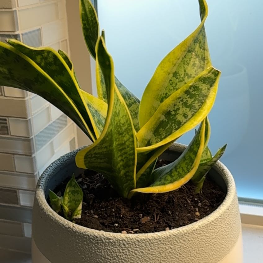 Photo of the plant species Sansevieria Twisted Sister by @ZestyFirecroton named Sage on Greg, the plant care app