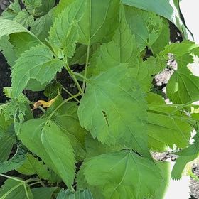 Photo of the plant species Richweed by @PrimoSweetbasil named Orwell on Greg, the plant care app
