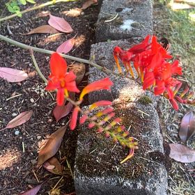 Photo of the plant species Fire Star Orchid by @CleverDevilsfig named Navajo on Greg, the plant care app