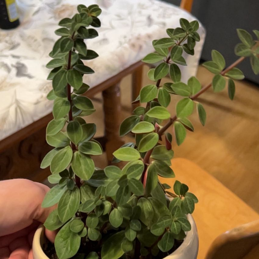 Photo of the plant species Peperomia rubella by @SageMammillaria named Hemingway on Greg, the plant care app