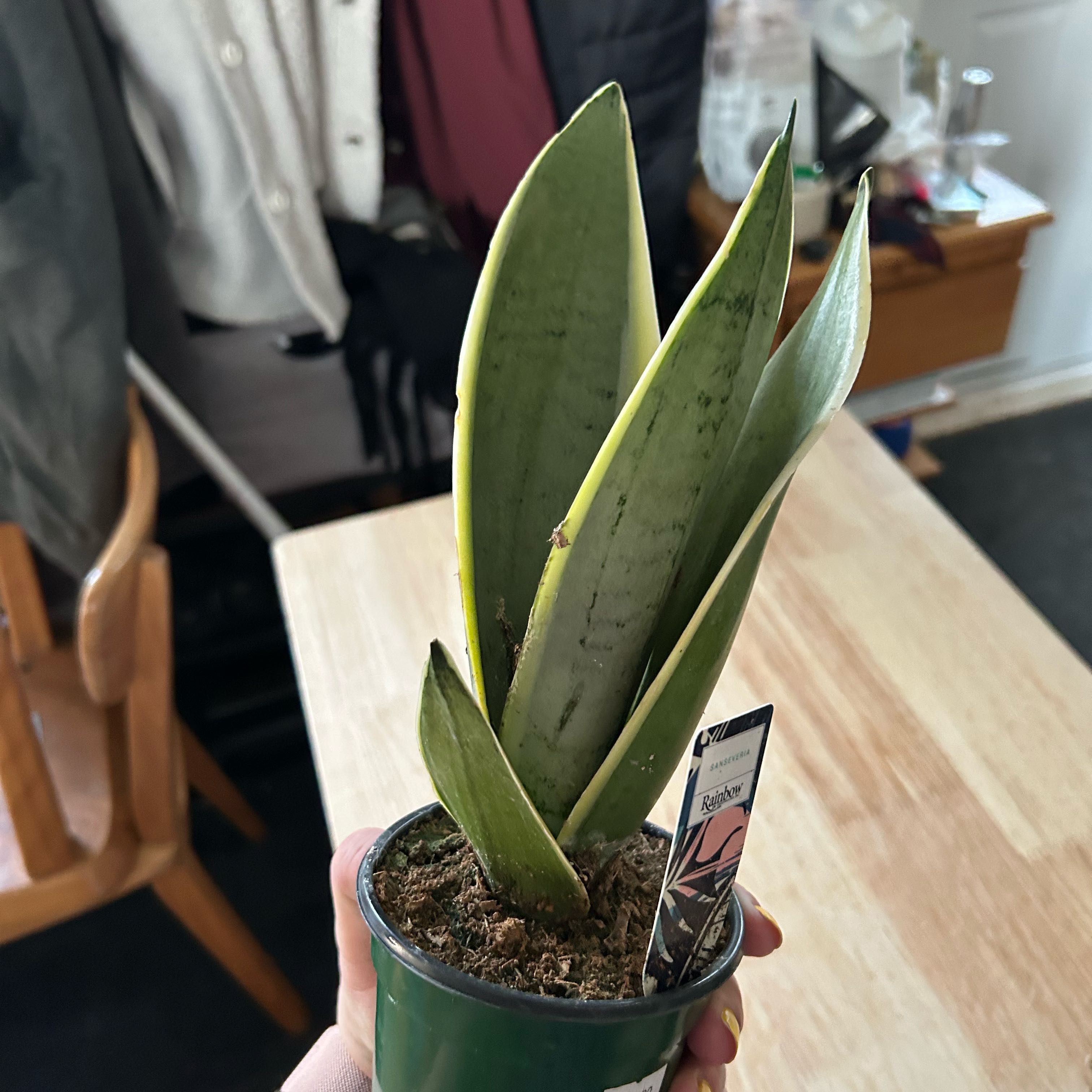 Photo of the plant species Sansevieria Night Owl by @SageMammillaria named Sahara on Greg, the plant care app