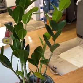 Photo of the plant species Lucky ZZ Plant by @SageMammillaria named Sol on Greg, the plant care app