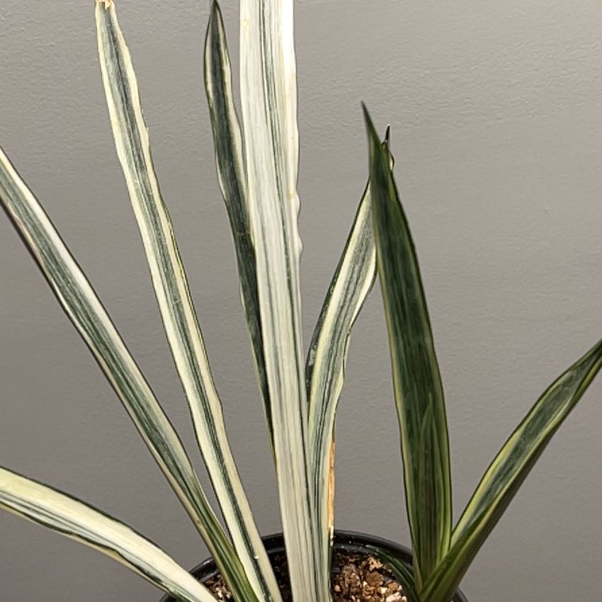 Photo of the plant species Sansevieria 'Bantel's Sensation' by @SageMammillaria named James Dean on Greg, the plant care app