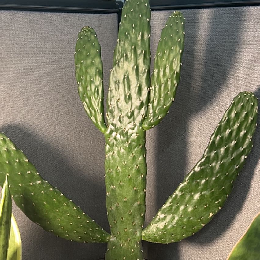 Photo of the plant species Roadkill Cactus by @SageMammillaria named Beyonce on Greg, the plant care app