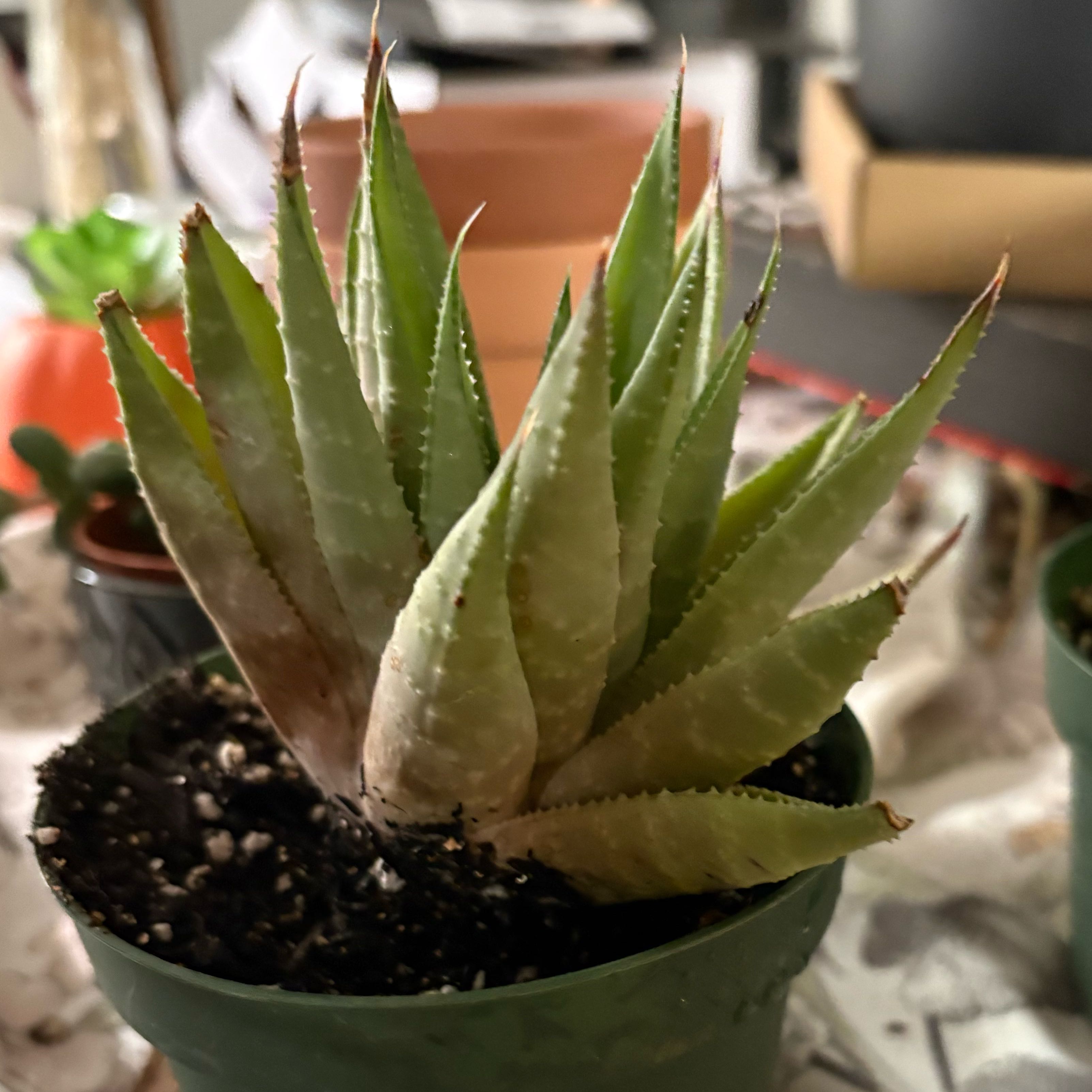 Photo of the plant species Gasteraloe 'Royal Highness' by @SageMammillaria named Mollie on Greg, the plant care app