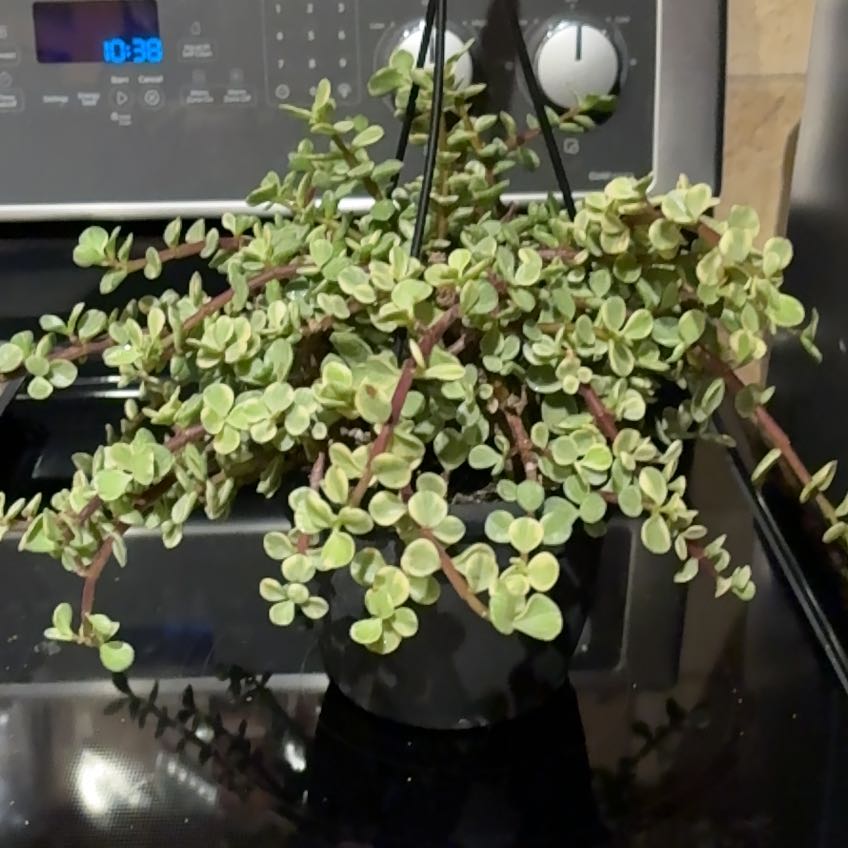 Photo of the plant species Trailing Elephant Bush by @SageMammillaria named McKinley on Greg, the plant care app