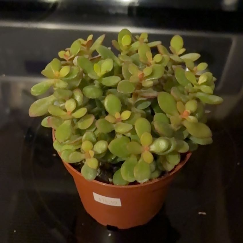 Photo of the plant species Mini Jade by @SageMammillaria named Fernie Mac on Greg, the plant care app