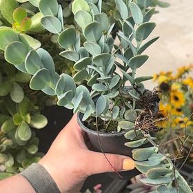 Photo of the plant species Myrtle Spurge by @SageMammillaria named Kylie on Greg, the plant care app