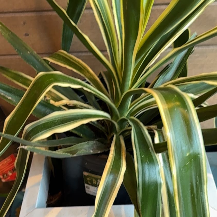 Photo of the plant species Yucca. by @ShinyEncina named Lebron on Greg, the plant care app