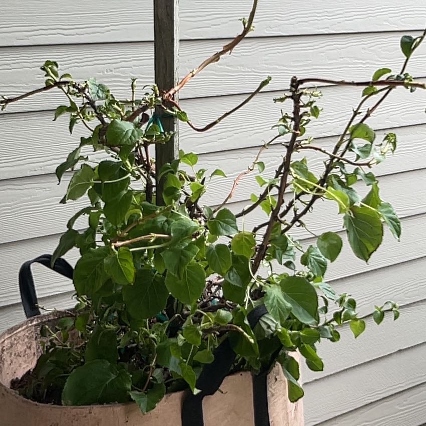 Photo of the plant species climbing hydrangea by @BrightOmnom named Orlando Bloom on Greg, the plant care app