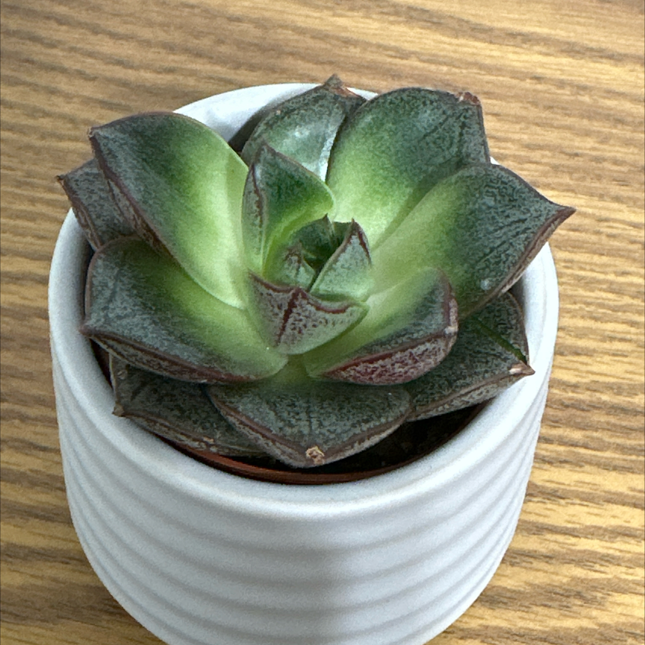 Photo of the plant species Urbinia by @BiggestRustyfig named Urbinia on Greg, the plant care app