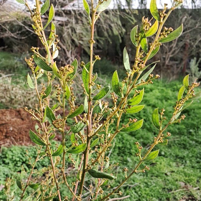 Photo of the plant species Myrtle Wattle by @AlertGooseberry named Leonardo on Greg, the plant care app