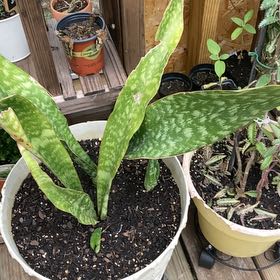 Photo of the plant species Gasteria Acinacifolia by @JocundGrasspea named Gregarious on Greg, the plant care app