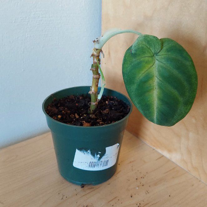 Photo of the plant species Frosted Heart Syngonium by @YoungCloudberry named Darwin on Greg, the plant care app