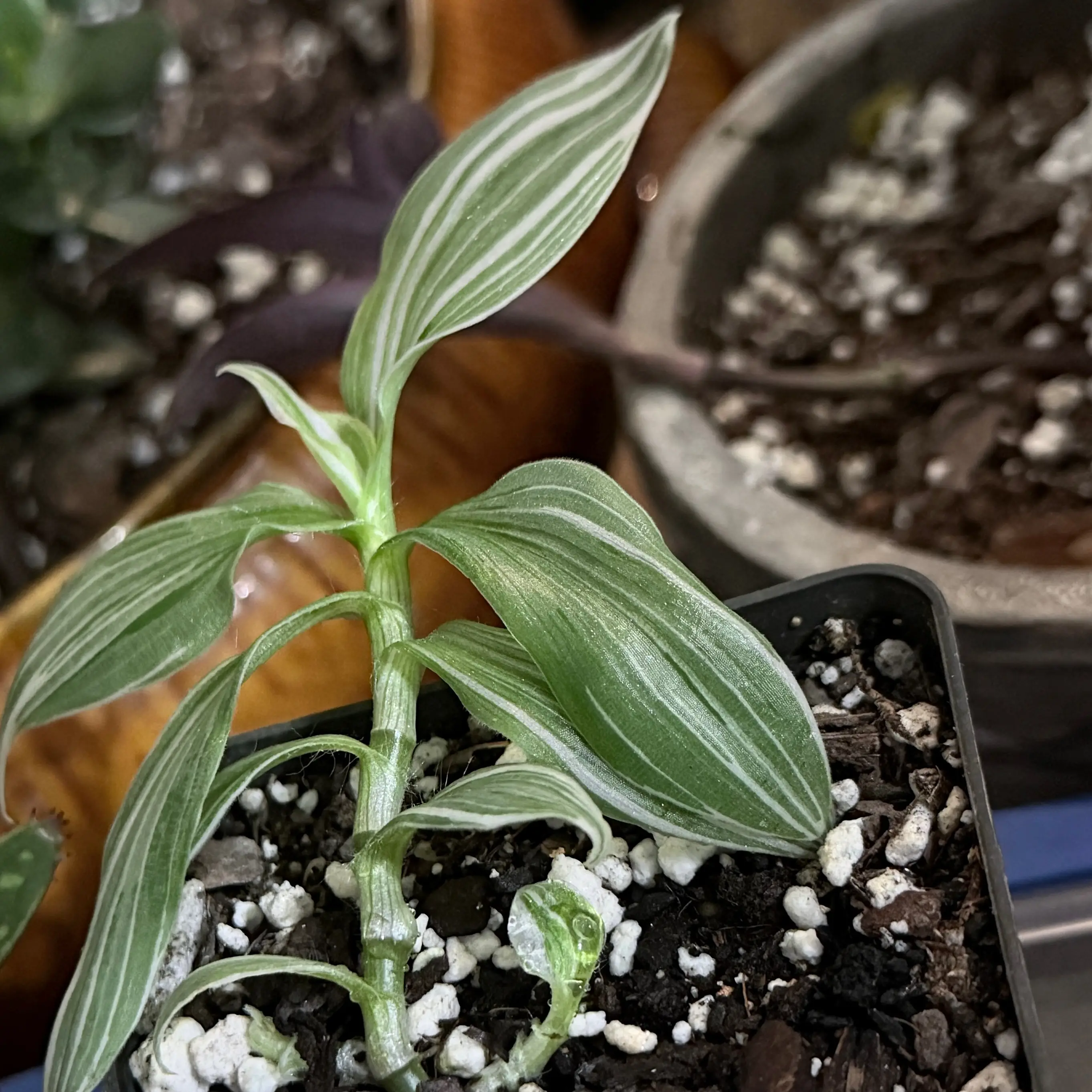 Photo of the plant species Tradescantia 'Sanna' by @OpulentChollipo named Sonya on Greg, the plant care app