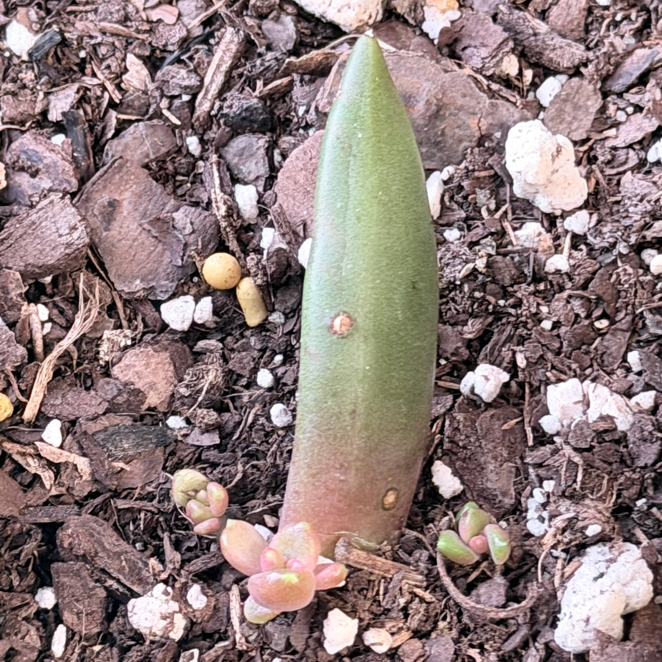 Photo of the plant species Ruby Slippers Echeveria by @OpulentChollipo named Rubelina on Greg, the plant care app
