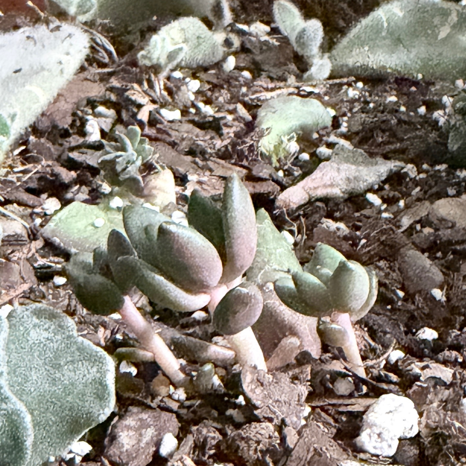 Photo of the plant species Ruby Slippers Echeveria by @OpulentChollipo named Rubelina on Greg, the plant care app