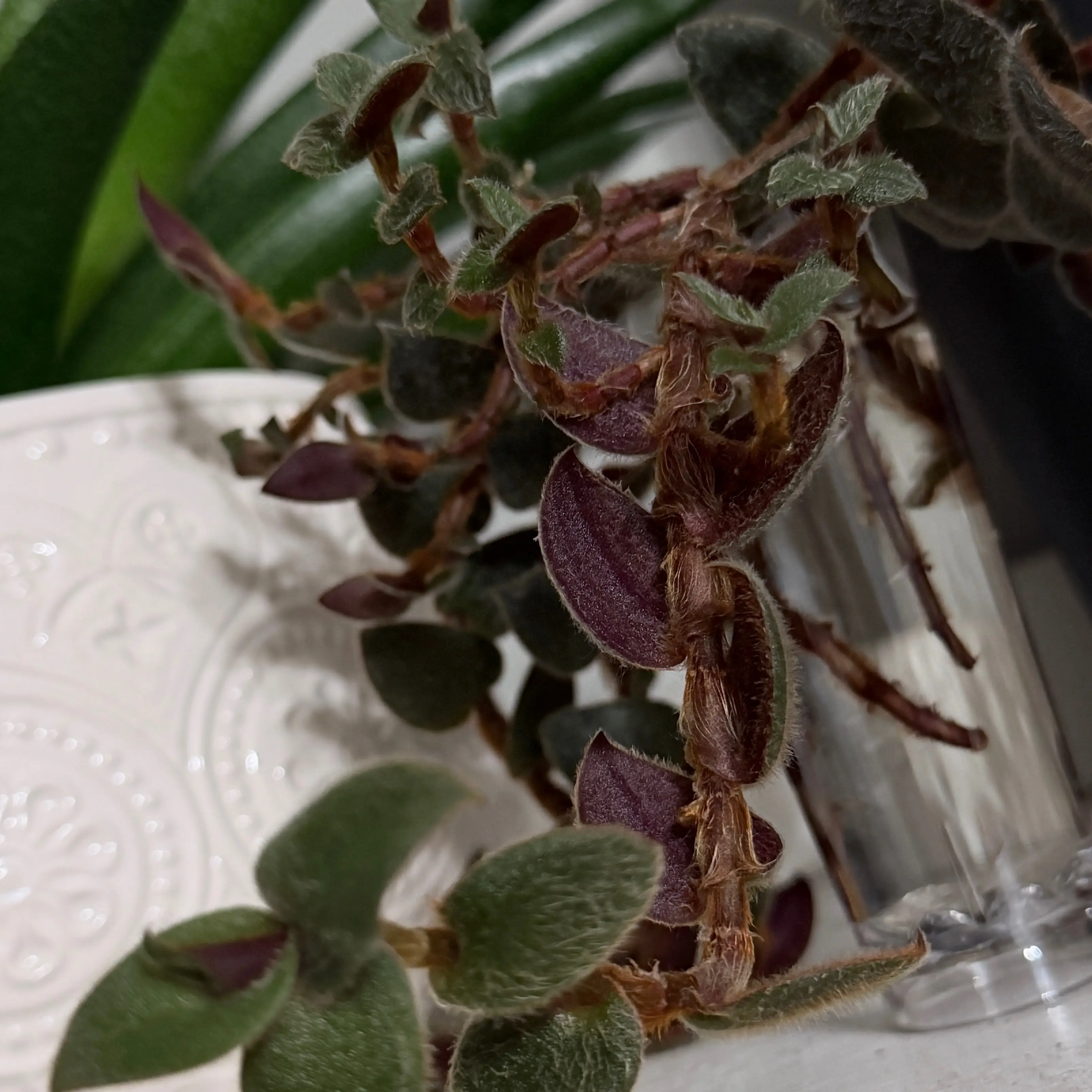 Photo of the plant species Teddy Bear Vine by @OpulentChollipo named Stella on Greg, the plant care app