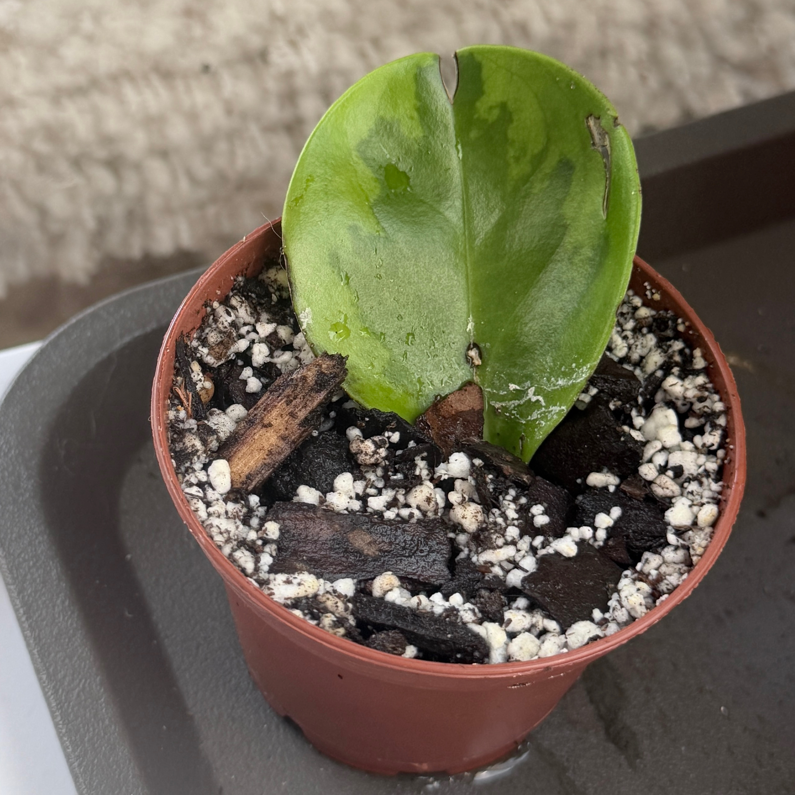 Photo of the plant species Lemon Lime Peperomia by @OpulentChollipo named Ellie on Greg, the plant care app