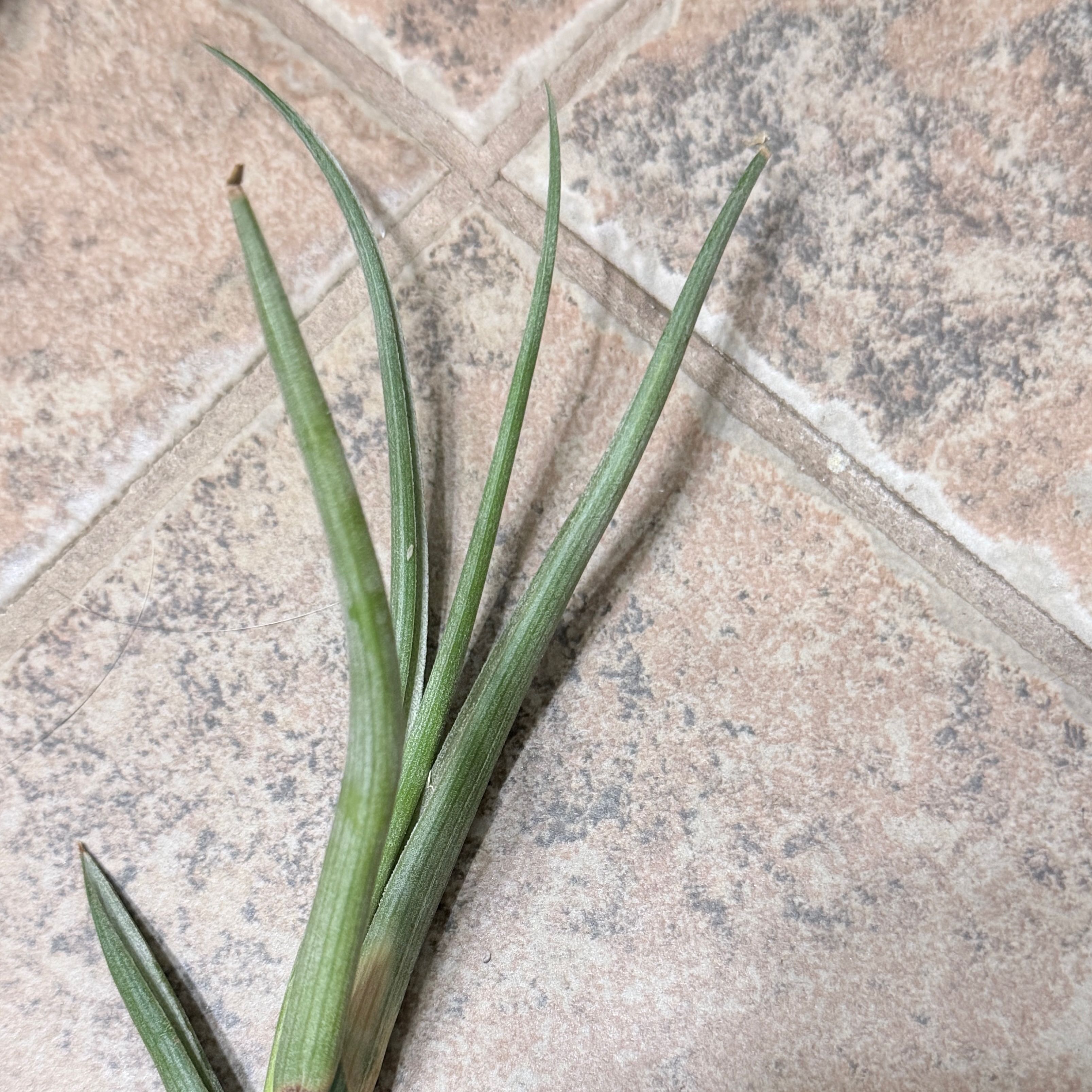 Photo of the plant species Tillandsia baileyi by @OpulentChollipo named Bailey on Greg, the plant care app