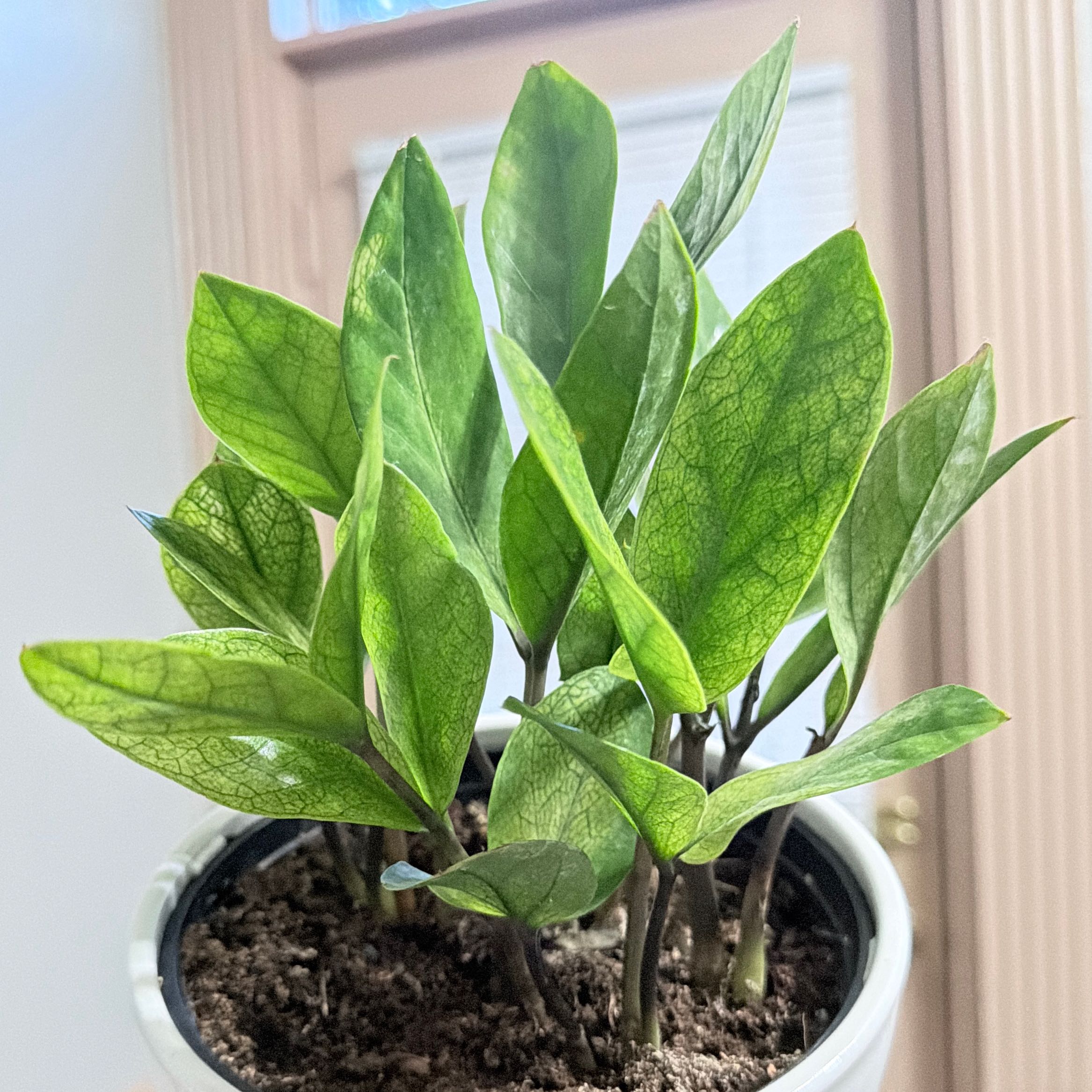 Photo of the plant species Chameleon ZZ Plant by @OpulentChollipo named Karma on Greg, the plant care app
