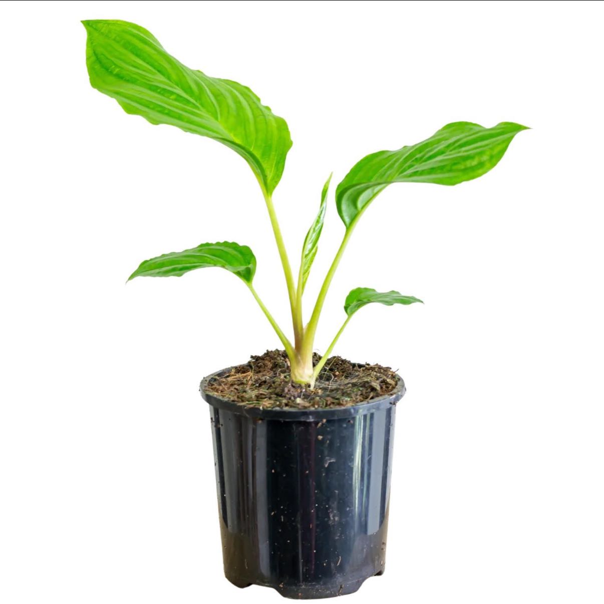 Photo of the plant species Black Bat Flower by @OpulentChollipo named Dracula on Greg, the plant care app