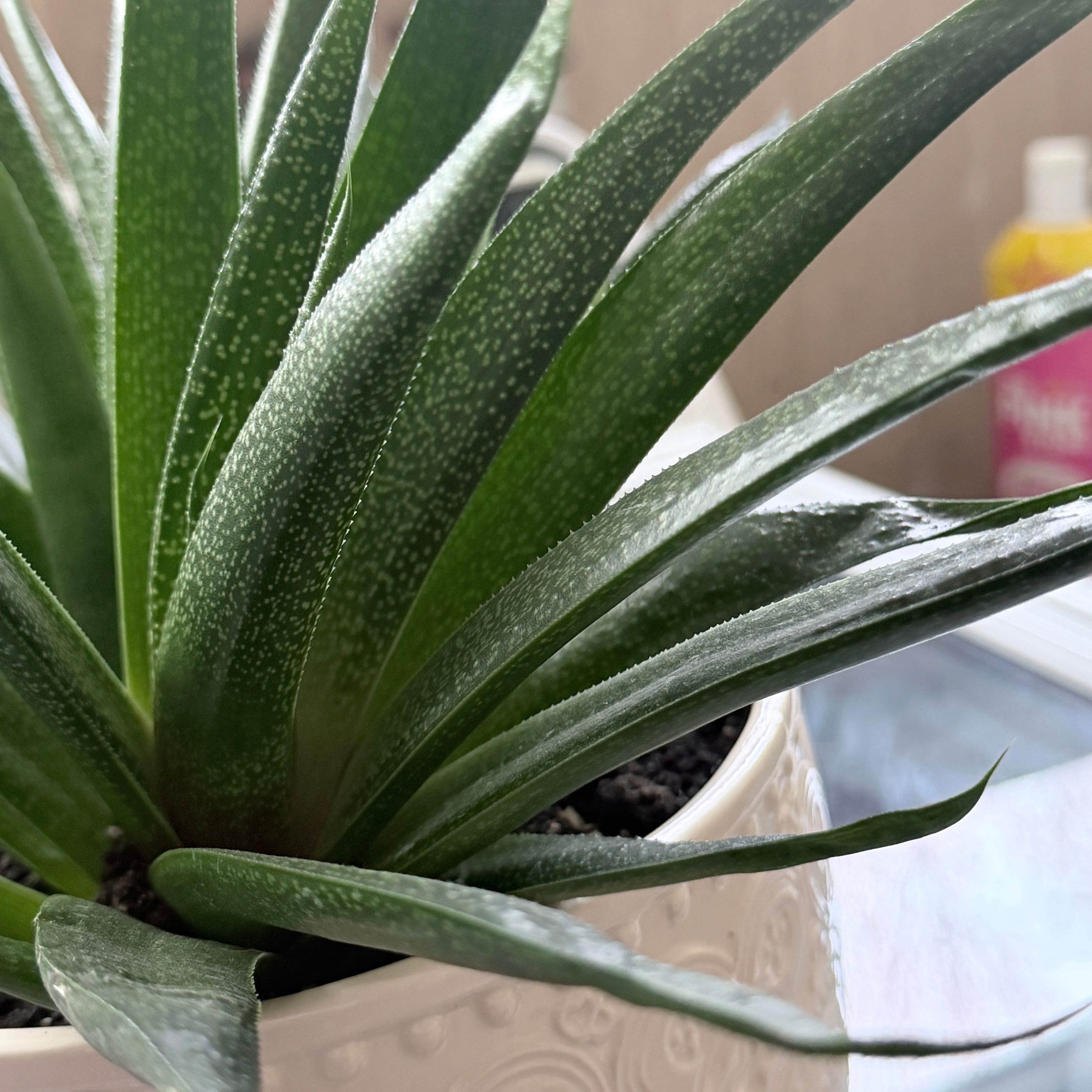 Photo of the plant species Gasteraloe 'Flow' by @OpulentChollipo named Flow Joe on Greg, the plant care app