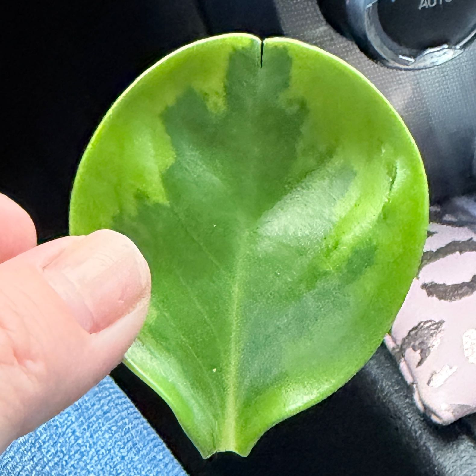 Photo of the plant species Lemon Lime Peperomia by @OpulentChollipo named Ellie on Greg, the plant care app