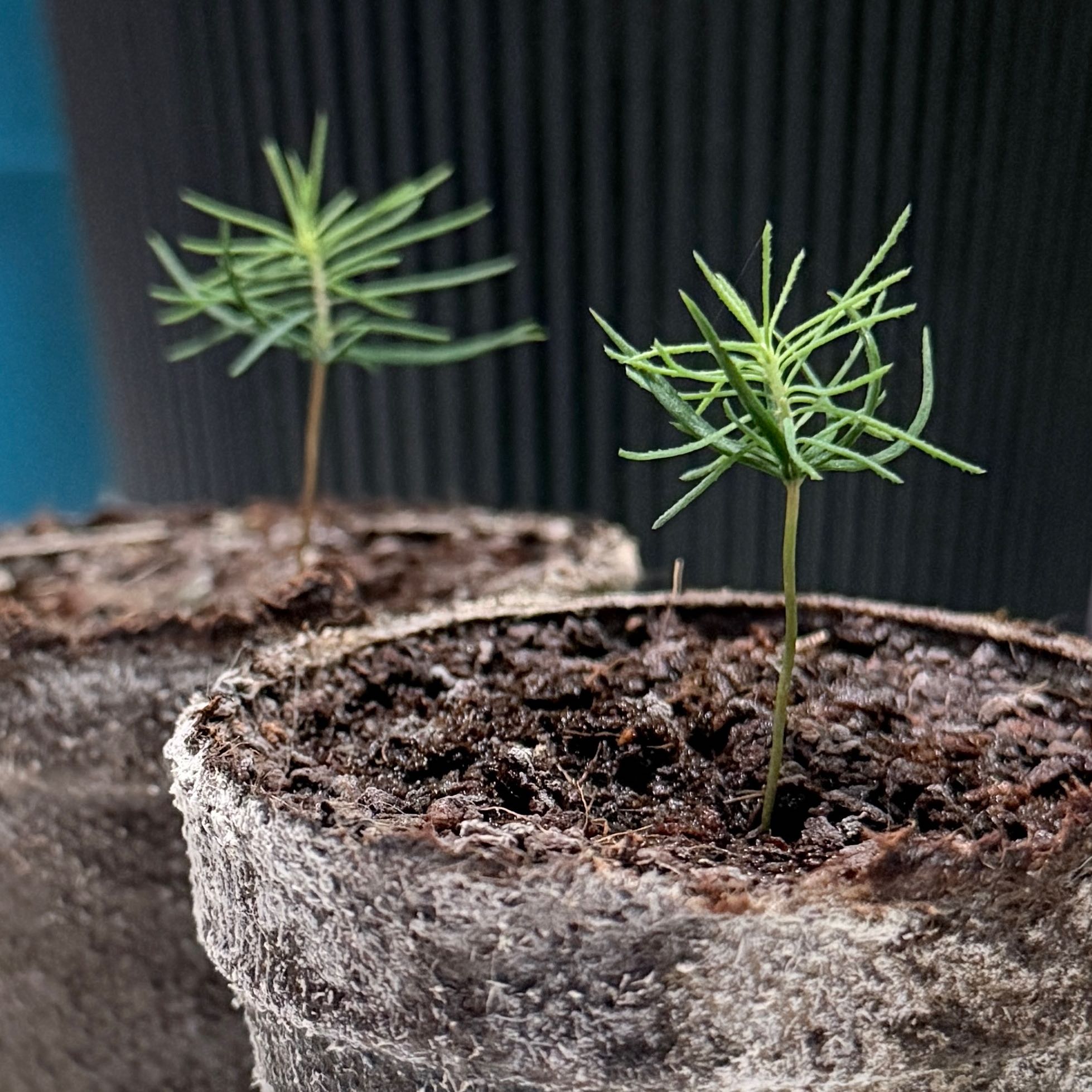 Photo of the plant species Norway Spruce by @OpulentChollipo named Keanu Leaves on Greg, the plant care app