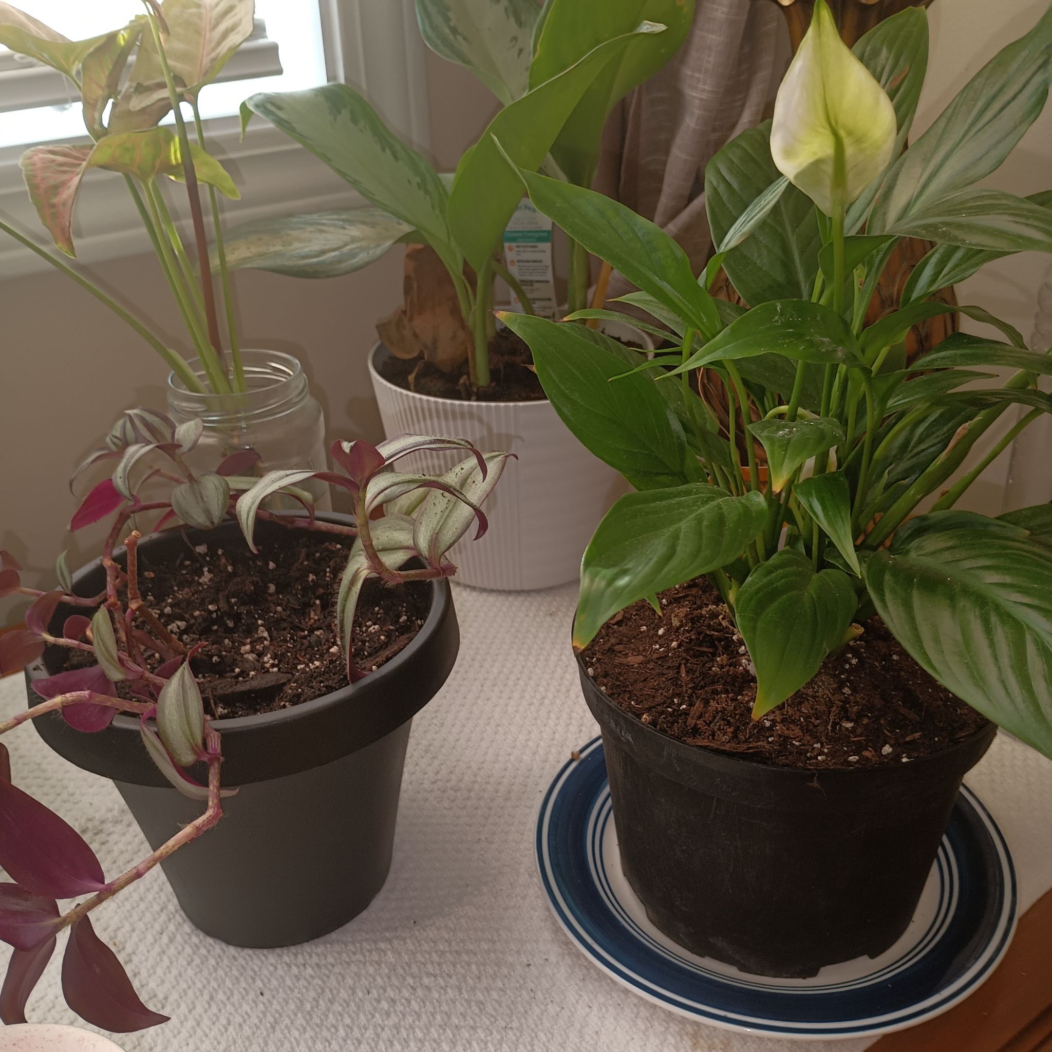 Photo of the plant species Wondering Jude Tortuga by @StrongTozzia named Harmony on Greg, the plant care app