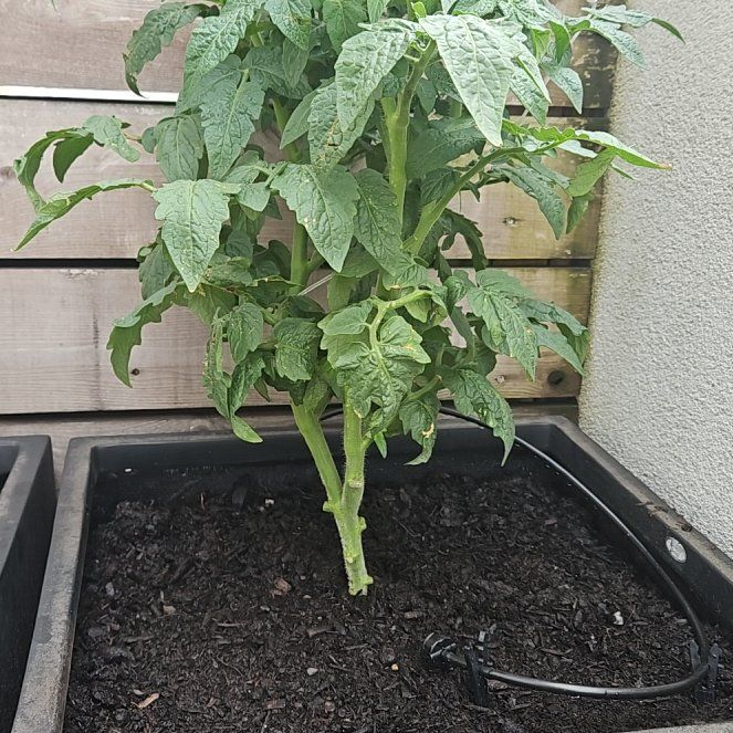 Photo of the plant species Husky Cherry Red Tomato by @WorthyStinkwort named Messi on Greg, the plant care app