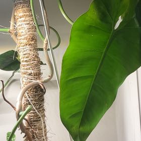 Photo of the plant species Philodendron by @EnormousDodder named Austen on Greg, the plant care app
