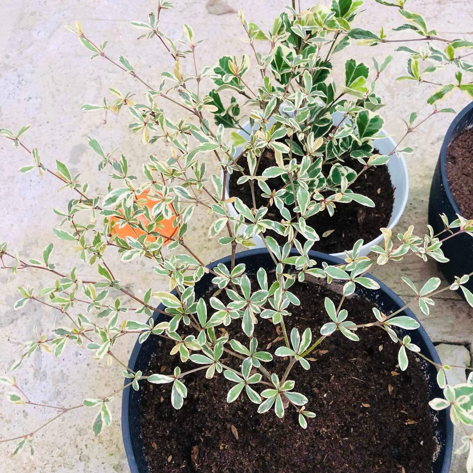 Photo of the plant species Madagascar Almond by @GladBamboopalm named Emerson on Greg, the plant care app
