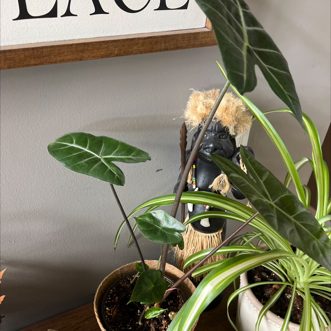 Photo of the plant species Alocasia longiloba 'Dragon's Tooth' by @AthleticBagpod named Greg on Greg, the plant care app