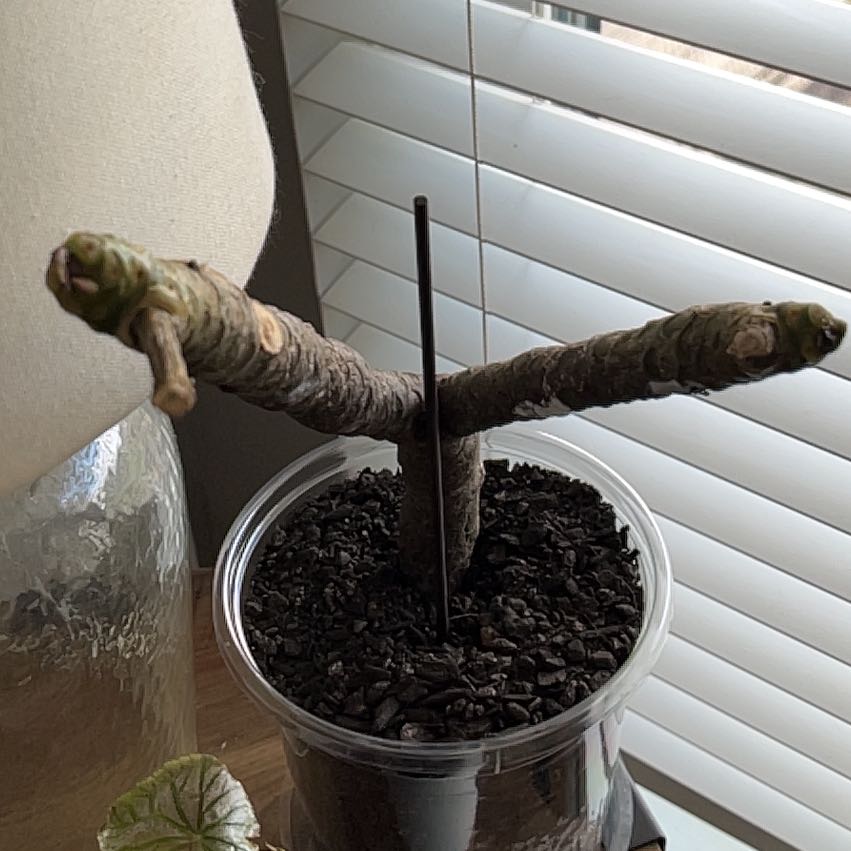 Photo of the plant species PLUMERIA by @AthleticBagpod named Doja Cat on Greg, the plant care app