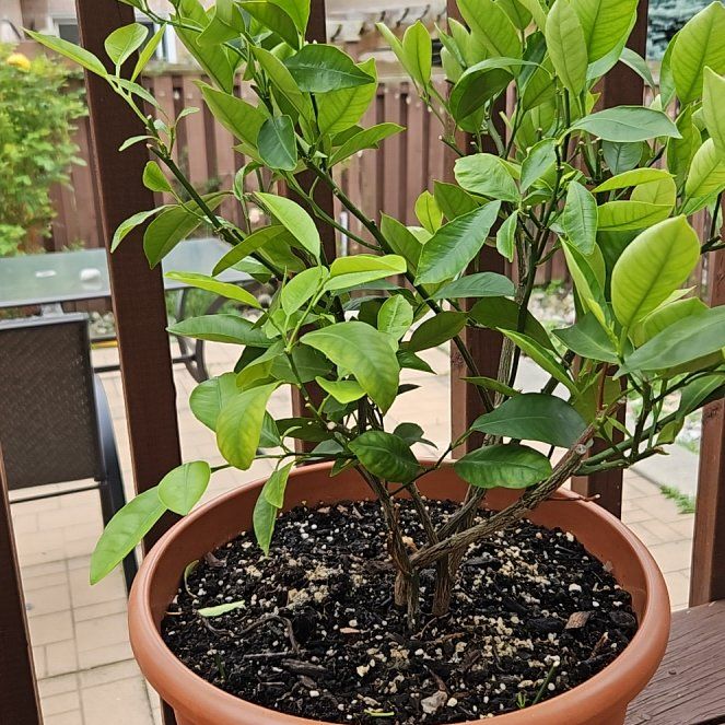 Photo of the plant species Dancy Tangerine by @AvidWhitepoplar named Kesha on Greg, the plant care app