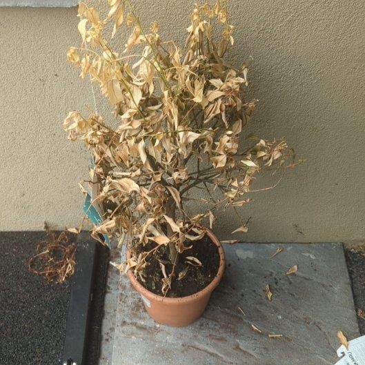 Photo of the plant species Nules Clementine by @TerrificWaxvine named Bodhi on Greg, the plant care app