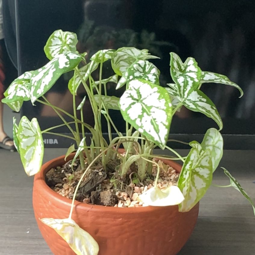 Photo of the plant species Splash of Wine Caladium by @AmiableOricad named Caladiumy on Greg, the plant care app