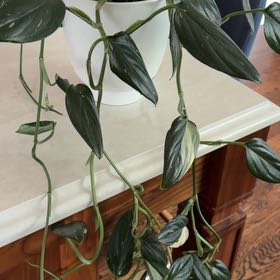 Photo of the plant species philodendron white princess by Renee named Snow White on Greg, the plant care app