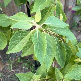 Photo of the plant species Beautyberry by @Downywoodmint named Huckleberry Fern on Greg, the plant care app